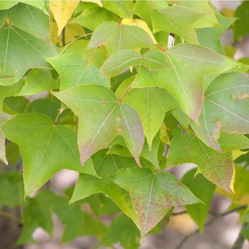 Liquidambar formosana - Chinesischer Amberbaum (Laub)