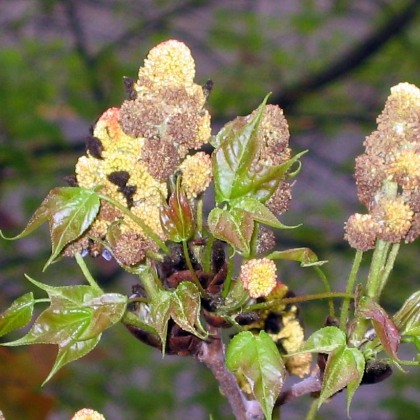 Liquidambar formosana - Chinesischer Amberbaum (Blüte)