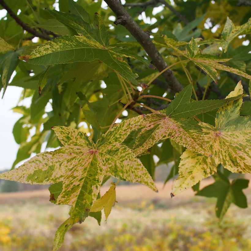 Liquidambar styraciflua Aurea - Amberbaum (Laub)