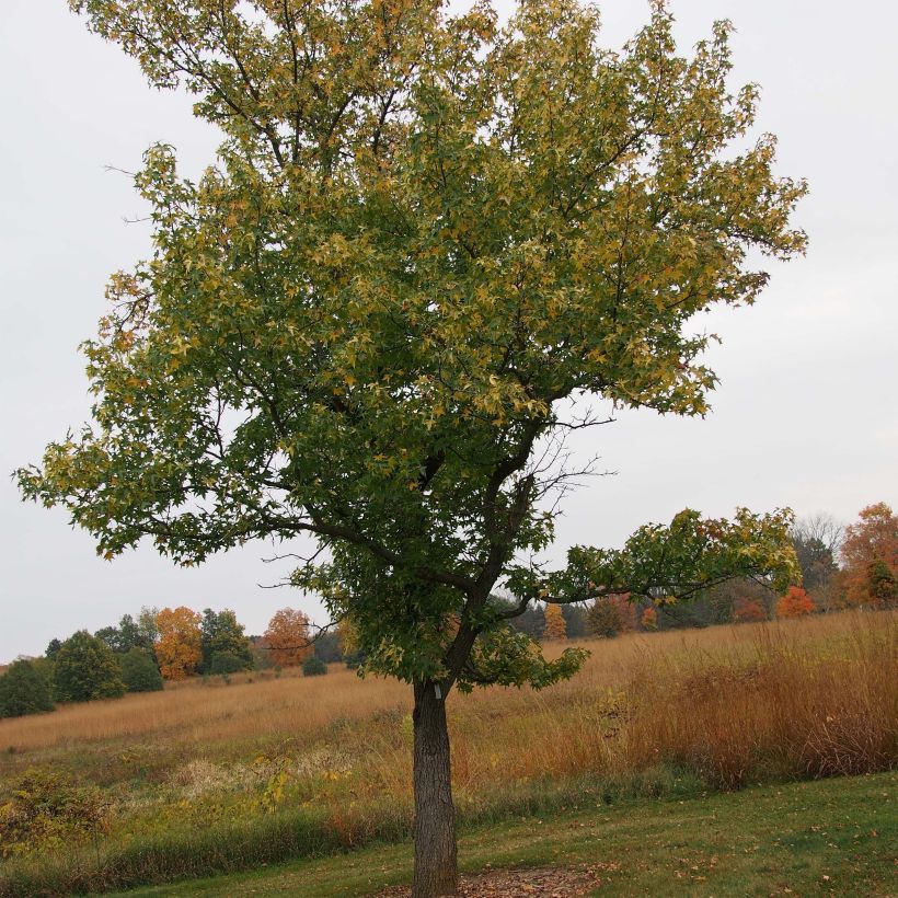 Liquidambar styraciflua Aurea - Amberbaum (Hafen)