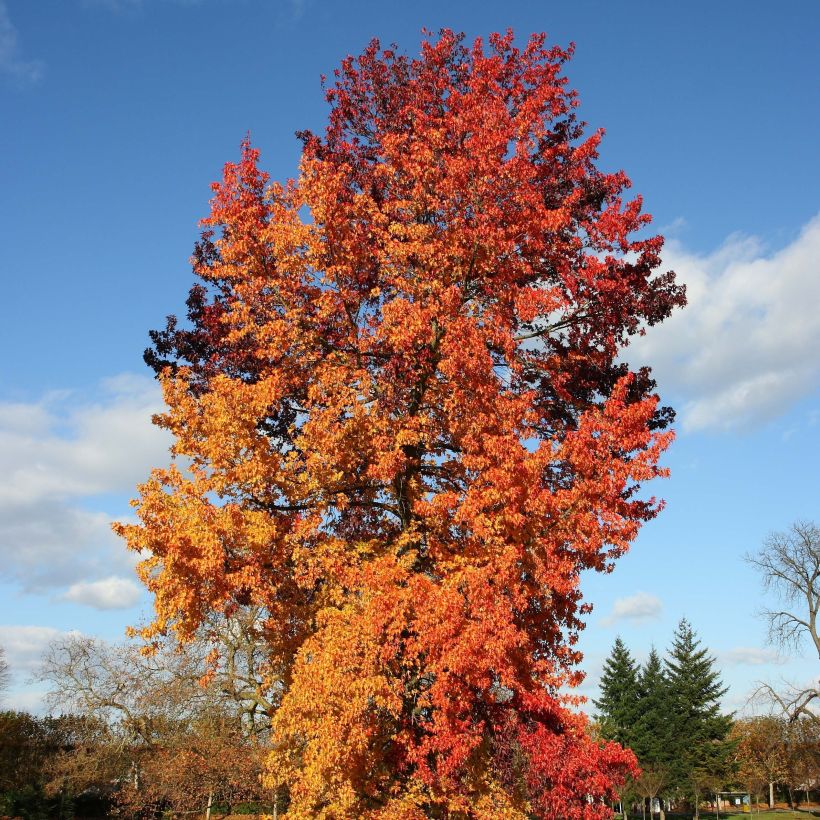 Liquidambar styraciflua Golden Sun - Amberbaum (Hafen)