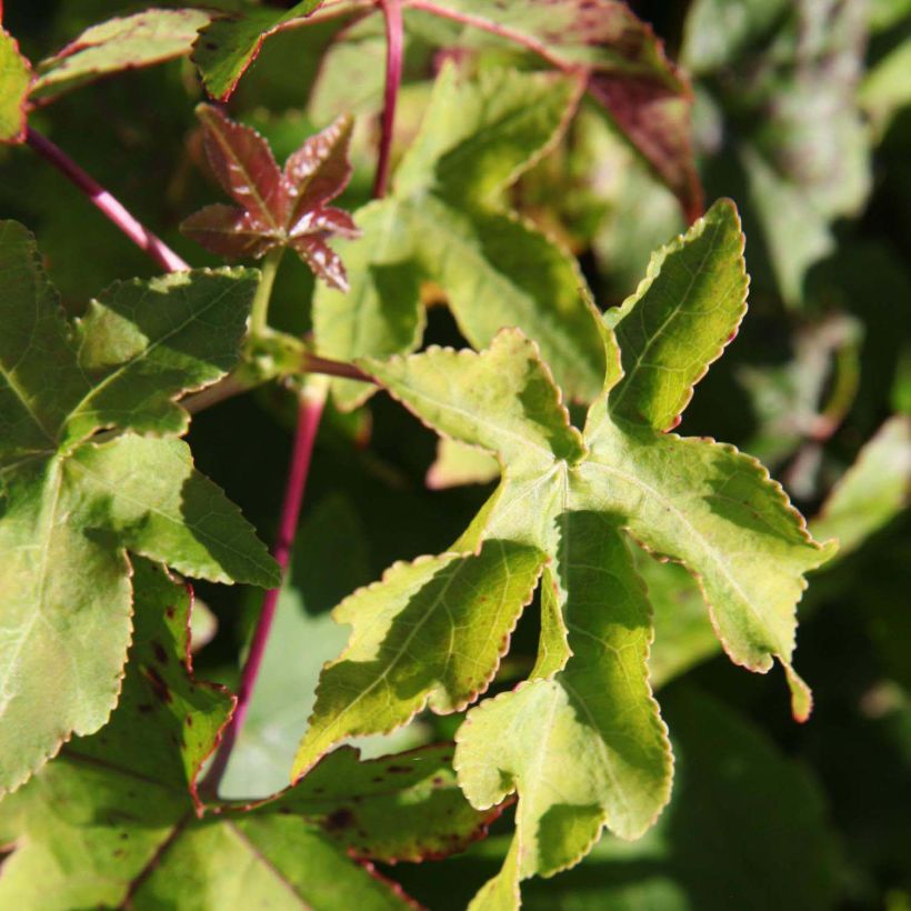 Liquidambar styraciflua Gum Ball - Amberbaum (Laub)