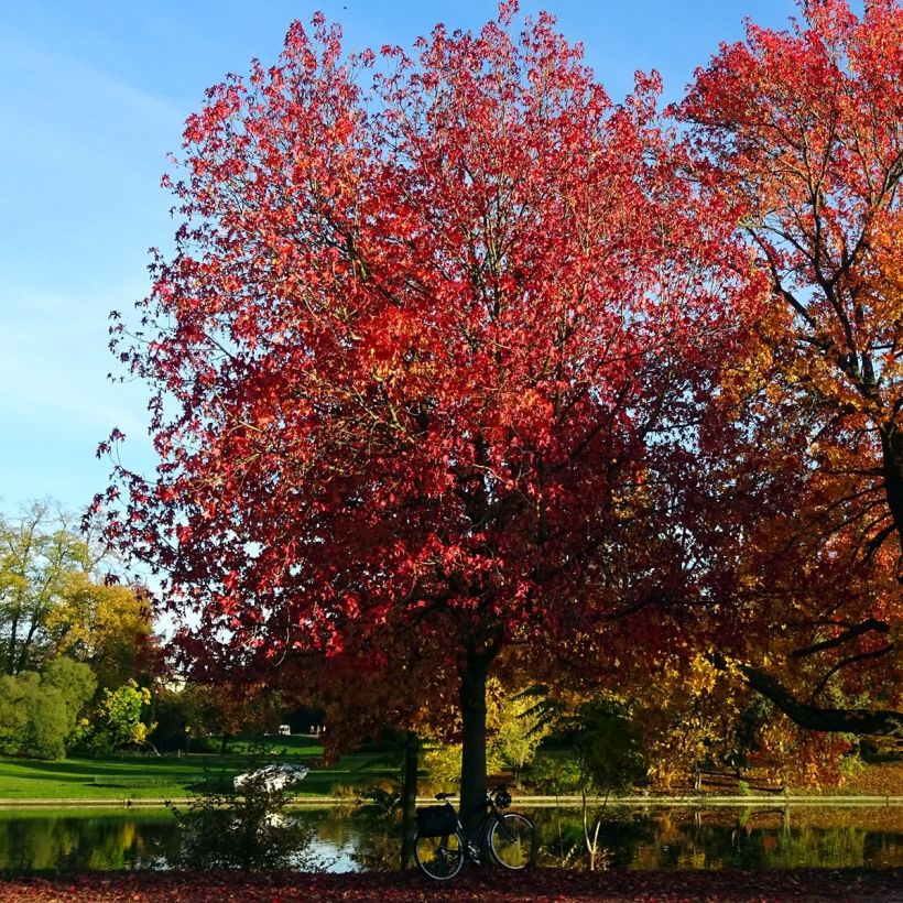 Liquidambar styraciflua Palo Alto - Amberbaum (Hafen)