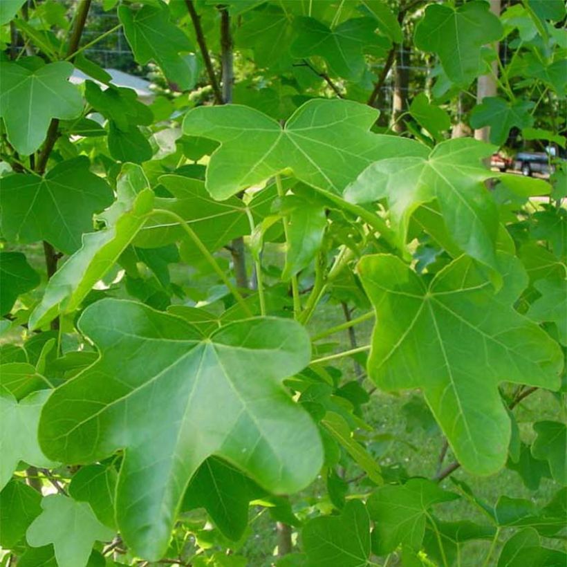 Liquidambar styraciflua Rotundiloba - Amberbaum (Laub)