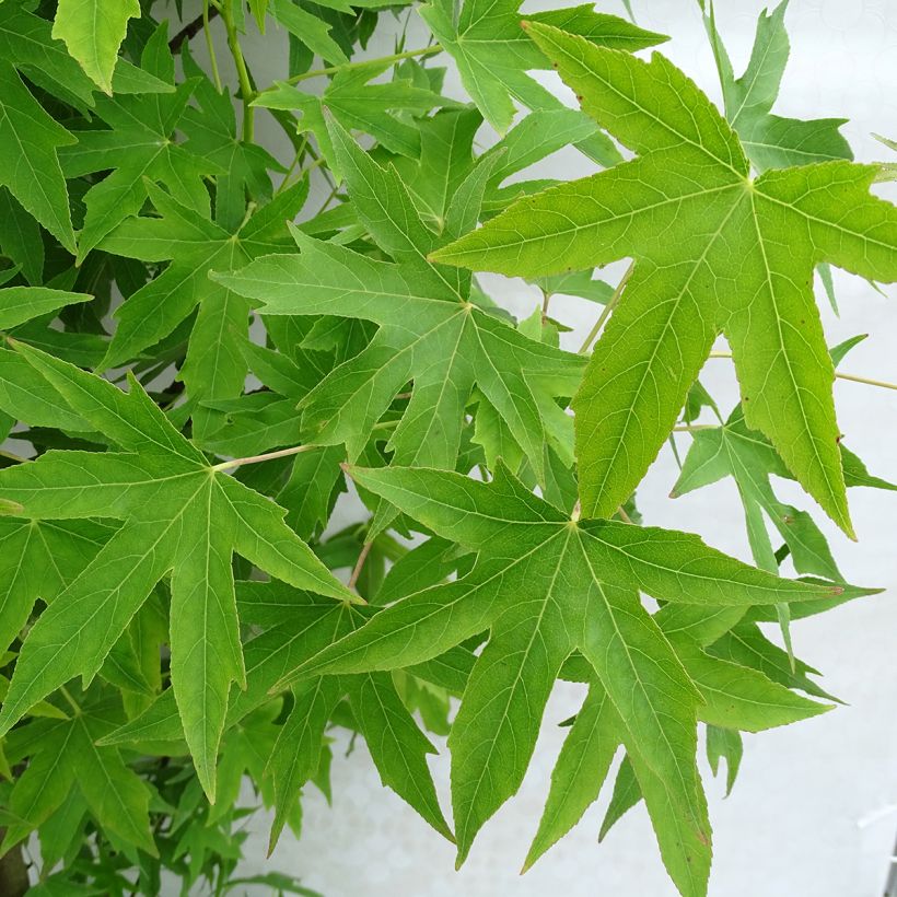 Liquidambar styraciflua Worplesdon - Amberbaum (Laub)