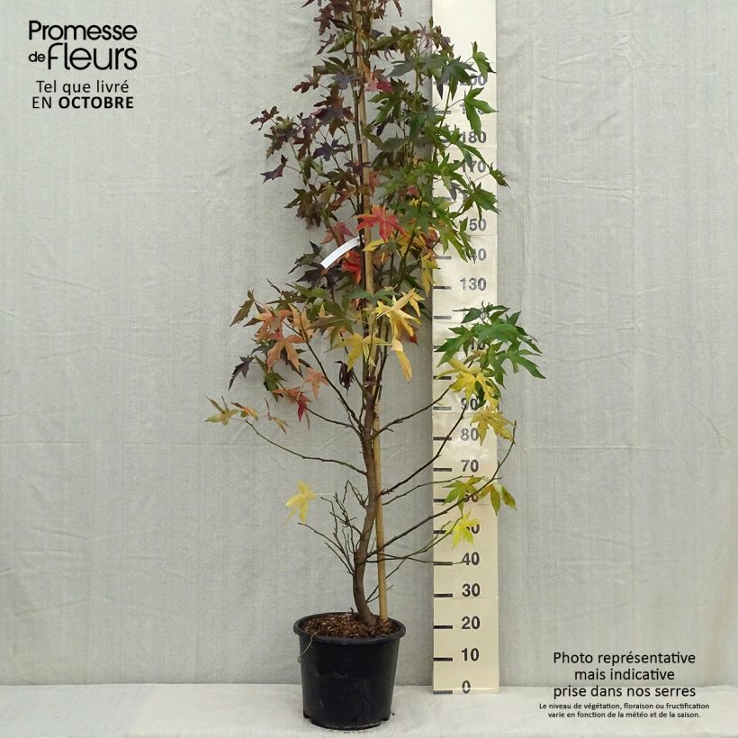 Exemplar von Liquidambar styraciflua Worplesdon - Amberbaum wie im Herbst geliefert