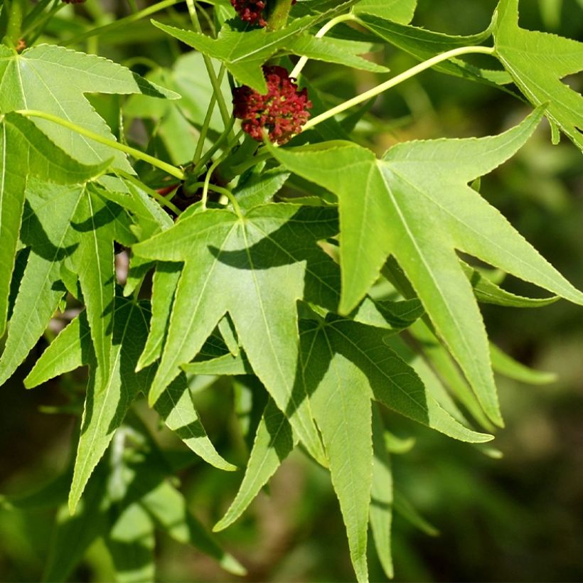 Liquidambar styracyflua Stella - Amberbaum (Laub)