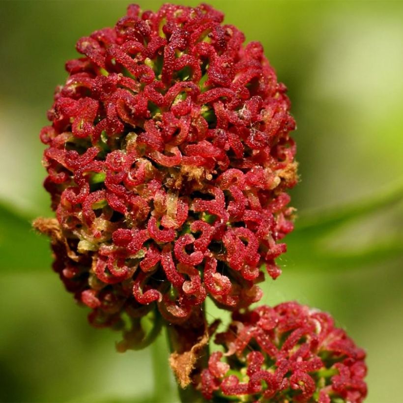 Liquidambar styracyflua Stella - Amberbaum (Blüte)