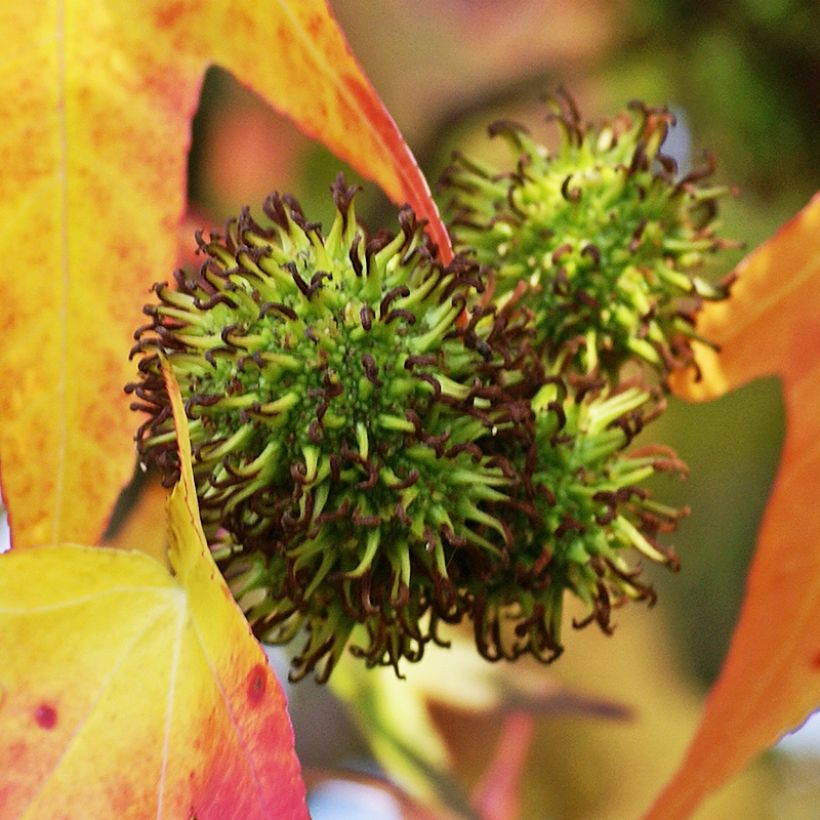 Liquidambar styracyflua Stella - Amberbaum (Ernte)