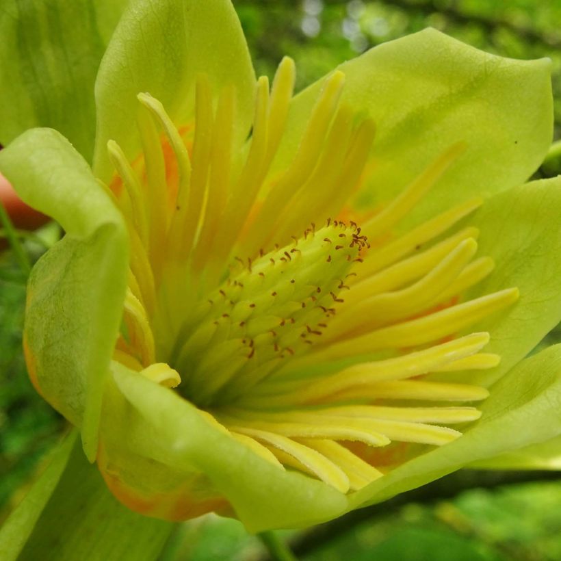 Liriodendron tulipifera Aureomarginatum - Tulpenbaum (Blüte)