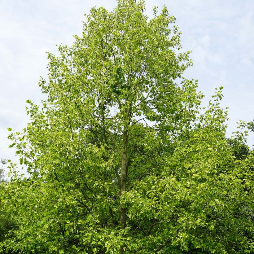 Liriodendron tulipifera Aureomarginatum - Tulpenbaum (Hafen)