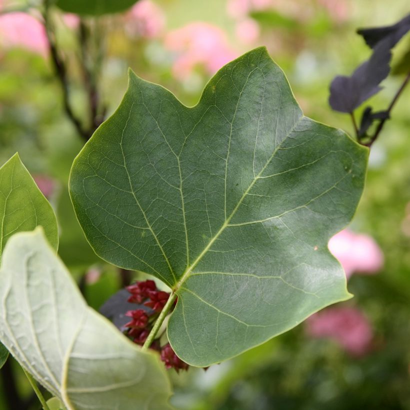 Liriodendron tulipifera Aureomarginatum - Tulpenbaum (Laub)