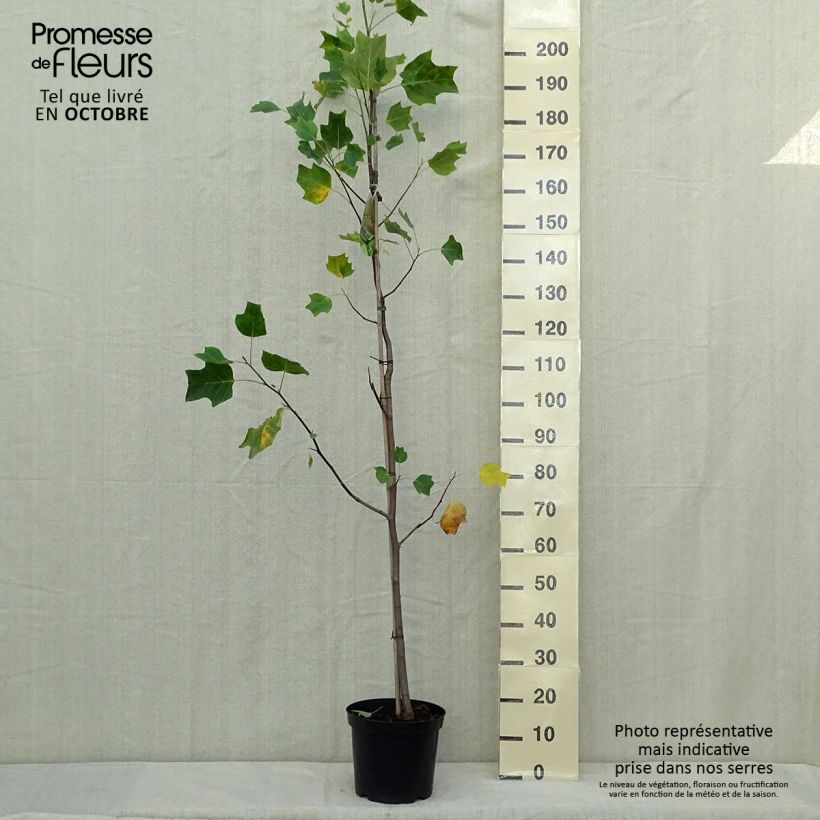 Exemplar von Liriodendron tulipifera Aureomarginatum en pot de 7.5/10L - Tulipier de Virginie wie im Herbst geliefert