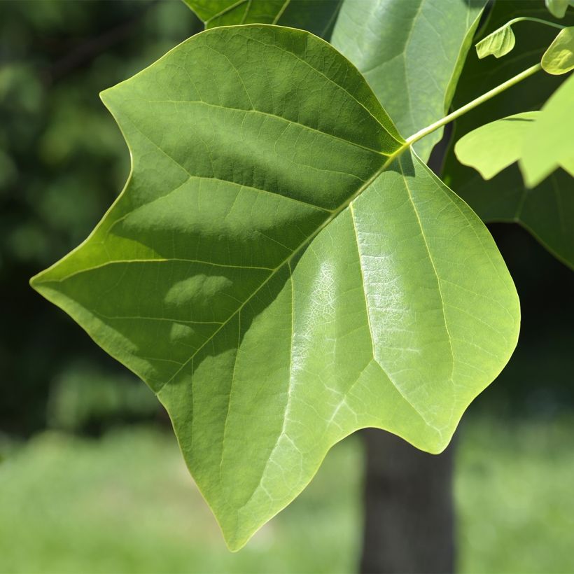 Liriodendron tulipifera Edward Gursztyn - Tulpenbaum (Laub)