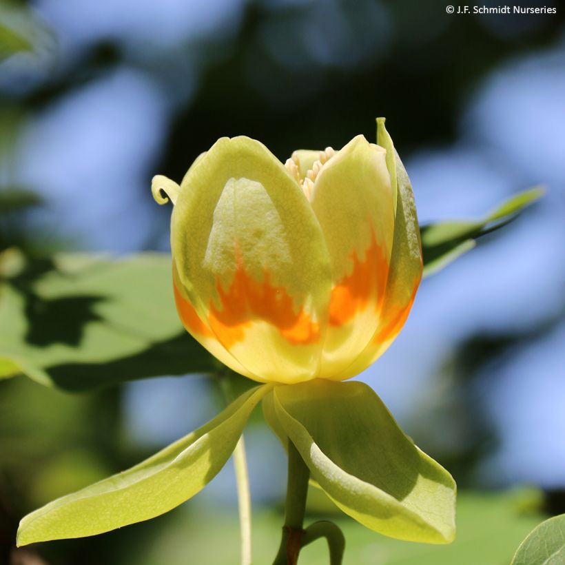 Liriodendron tulipifera Emerald City - Tulpenbaum (Blüte)