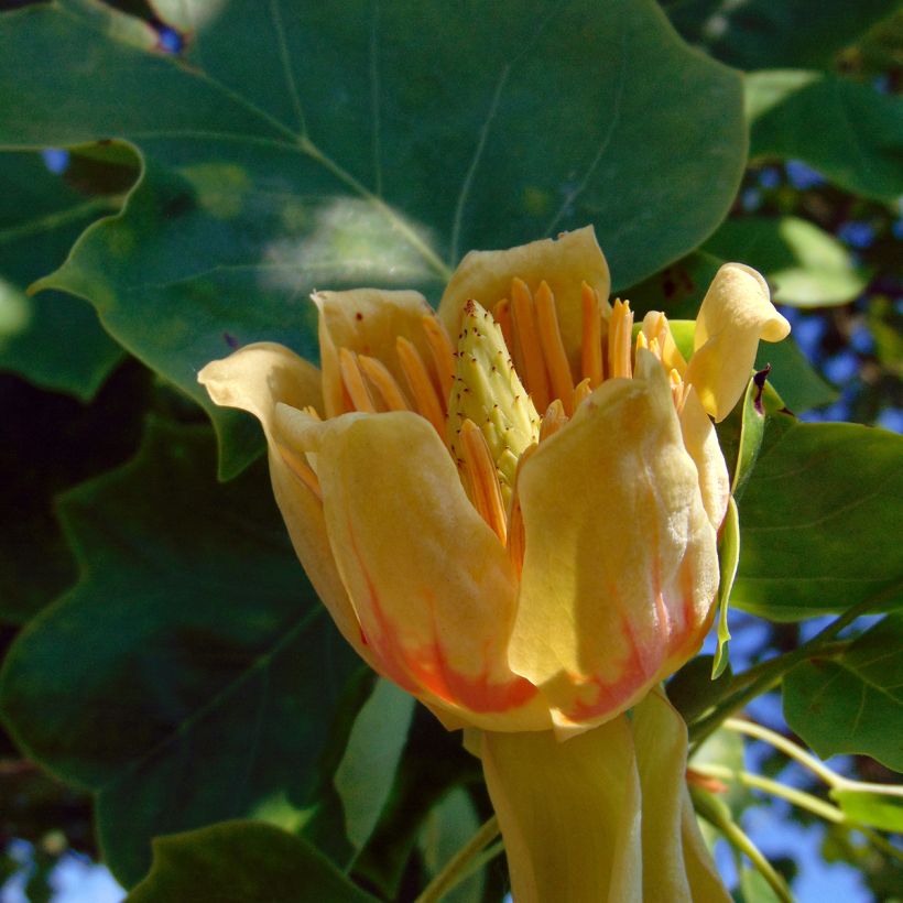 Liriodendron tulipifera - Tulpenbaum (Blüte)