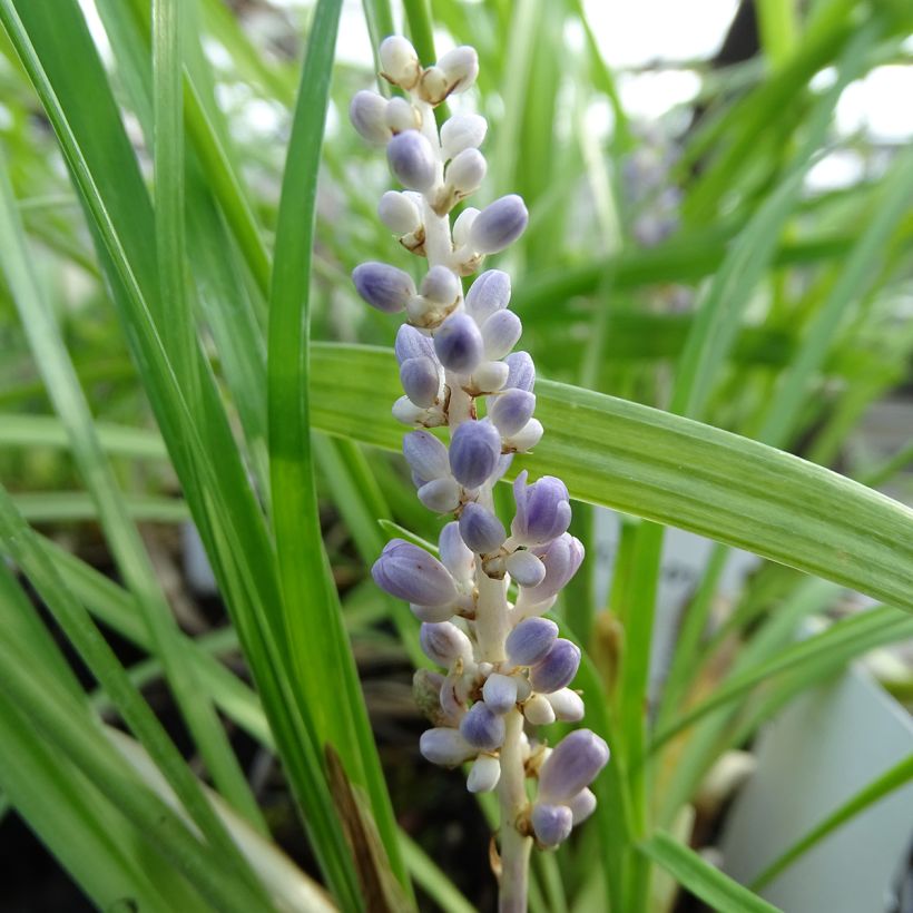 Liriope muscari - Lilientraube (Blüte)