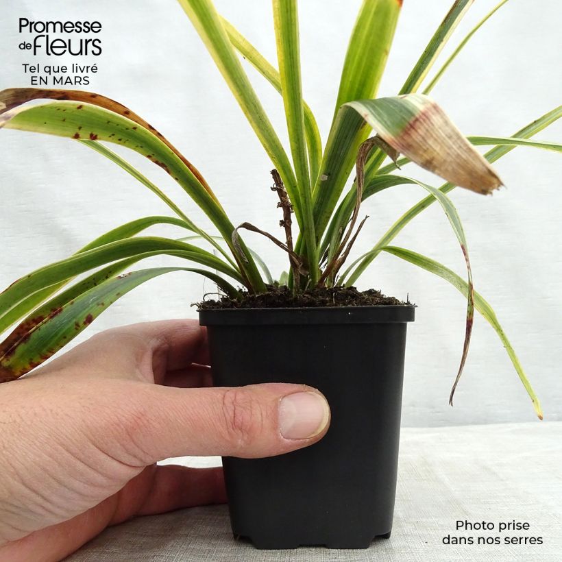 Exemplar von Liriope muscari Gold Banded Godet de 9cm wie im Winter geliefert