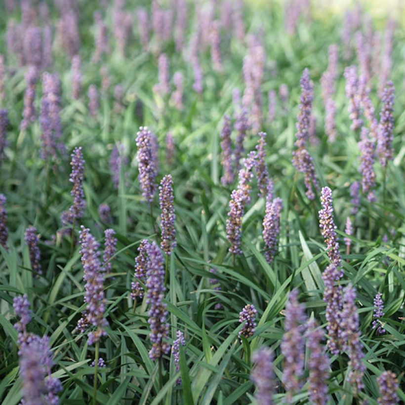 Liriope muscari Ingwersen - Lilientraube (Blüte)