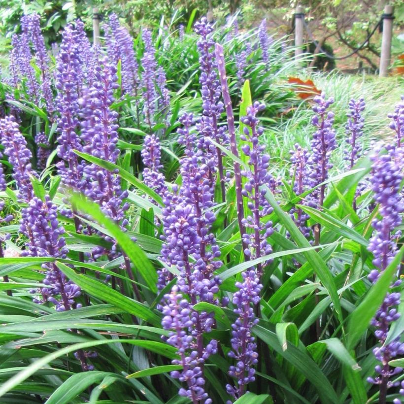 Liriope muscari Majestic - Lilientraube (Blüte)