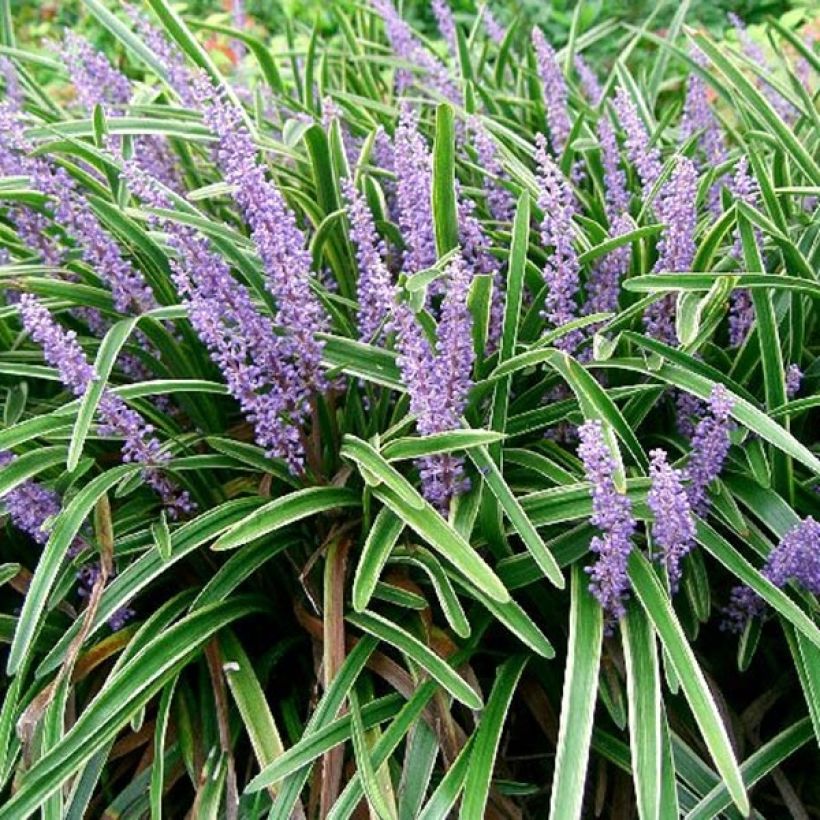 Liriope muscari Variegata - Lilientraube (Blüte)