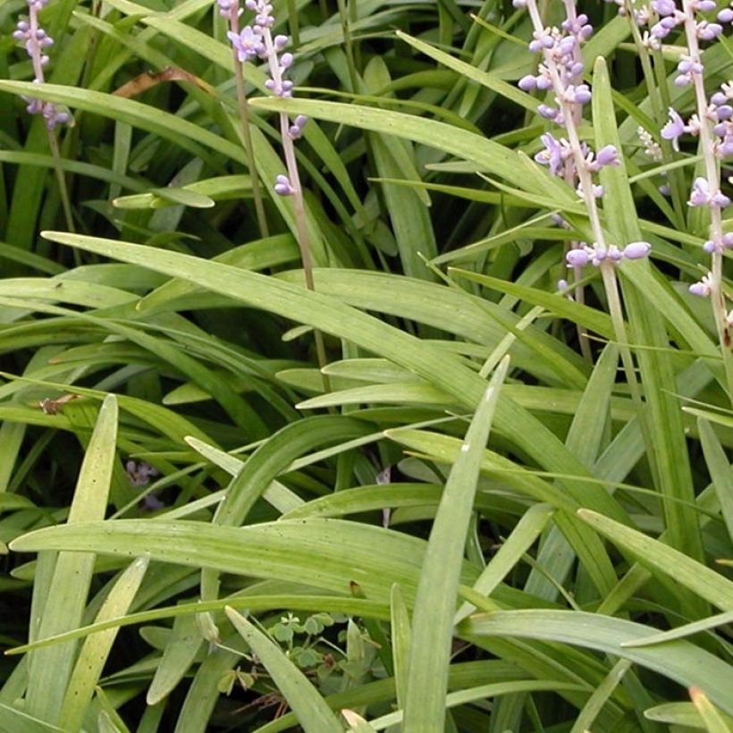 Liriope spicata - Lilientraube (Laub)