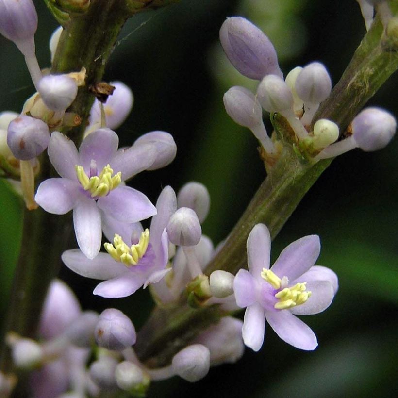 Liriope spicata - Lilientraube (Blüte)