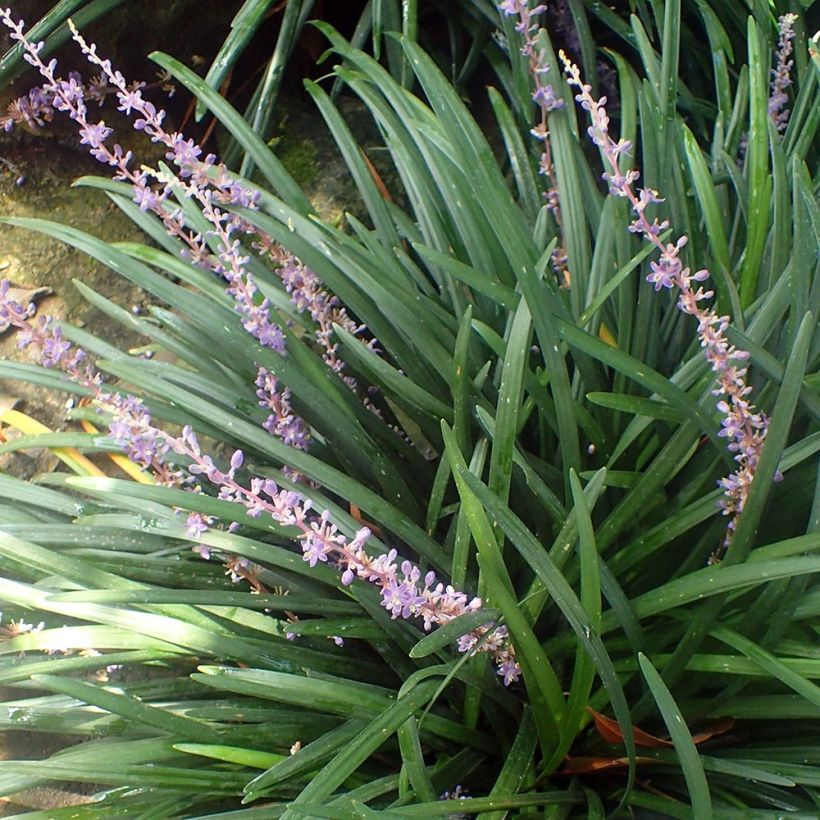 Liriope spicata - Lilientraube (Hafen)