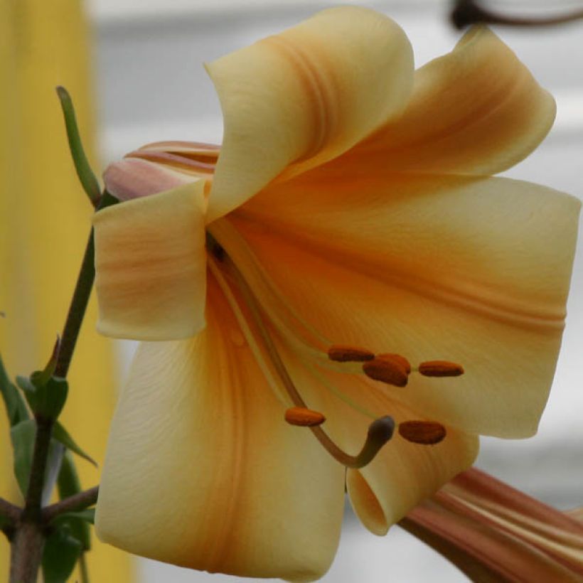 Orientalische Lilie African Queen - Lilium (Blüte)