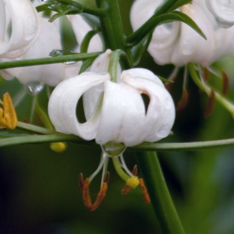 Türkenbund-Lilie var. album - Lilium martagon var. album (Blüte)