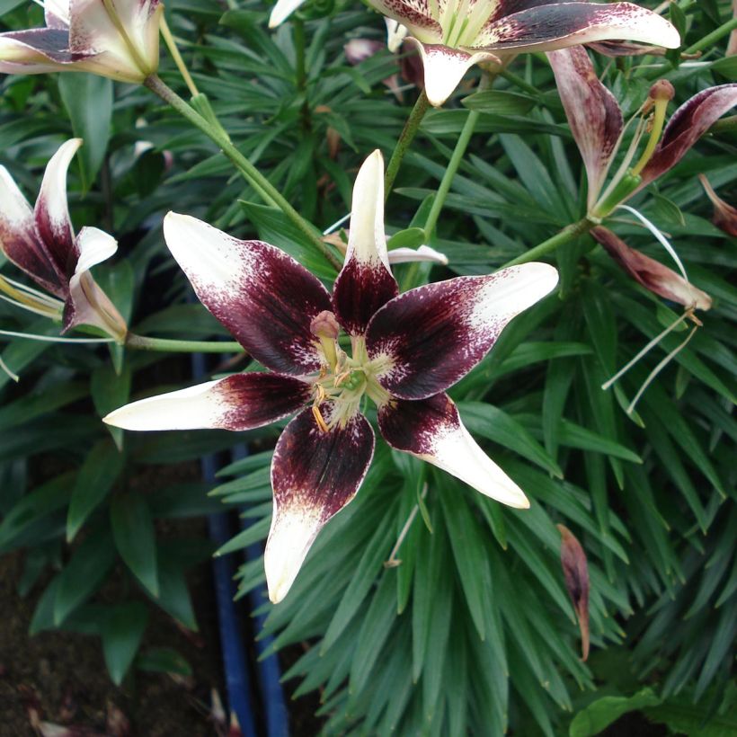 Orientalische Lilie Netty's pride - Lilium (Blüte)