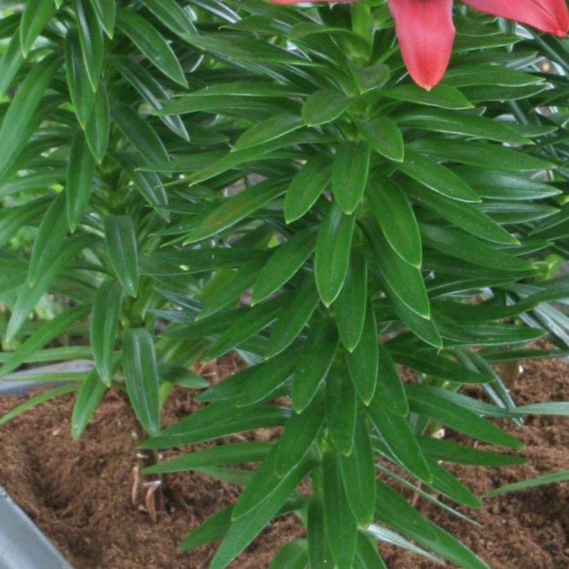 Orientalische Lilie New red asiatic seedling - Lilium (Laub)