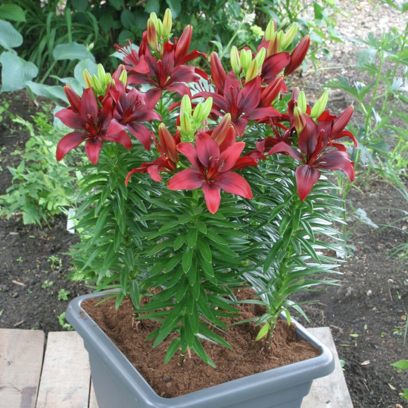 Orientalische Lilie New red asiatic seedling - Lilium (Hafen)