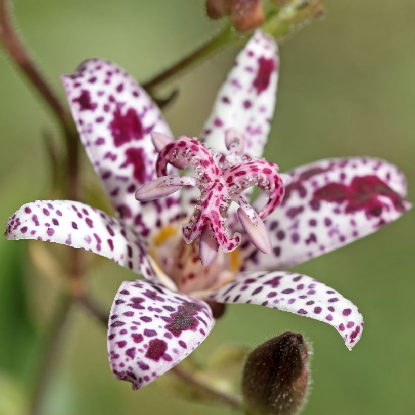 Tricyrtis hirta Albomarginata - Krötenlilie (Blüte)