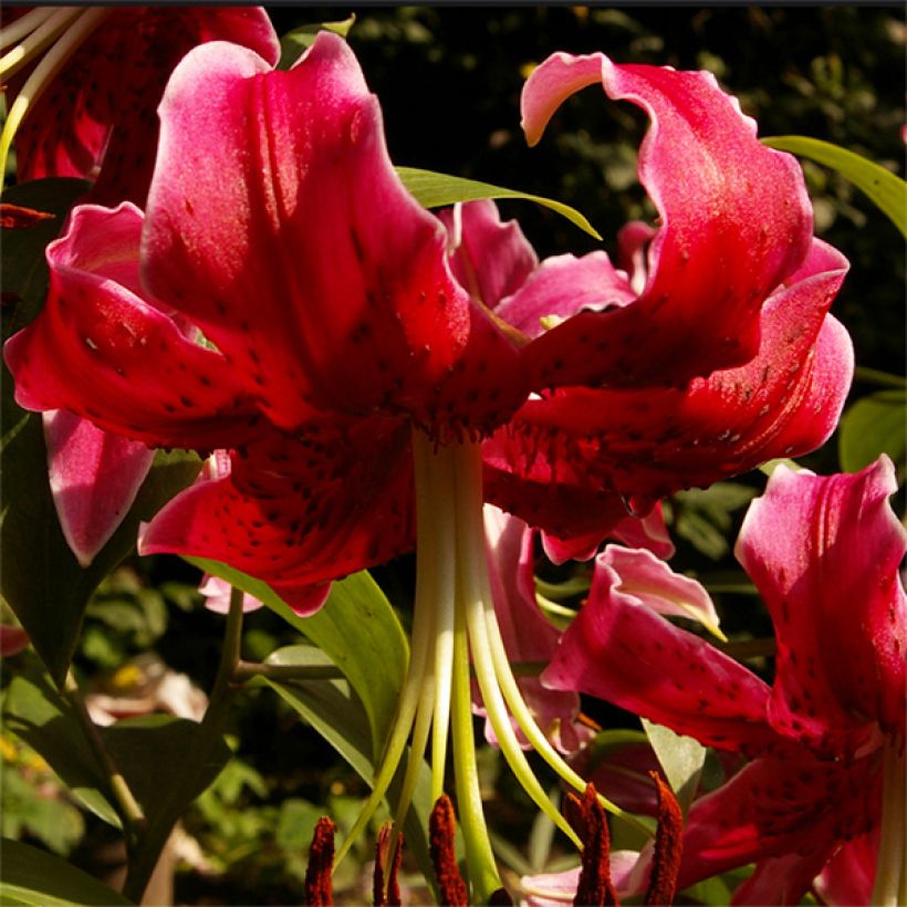 Orientalische Lilie Miss Feya - Lilium (Blüte)