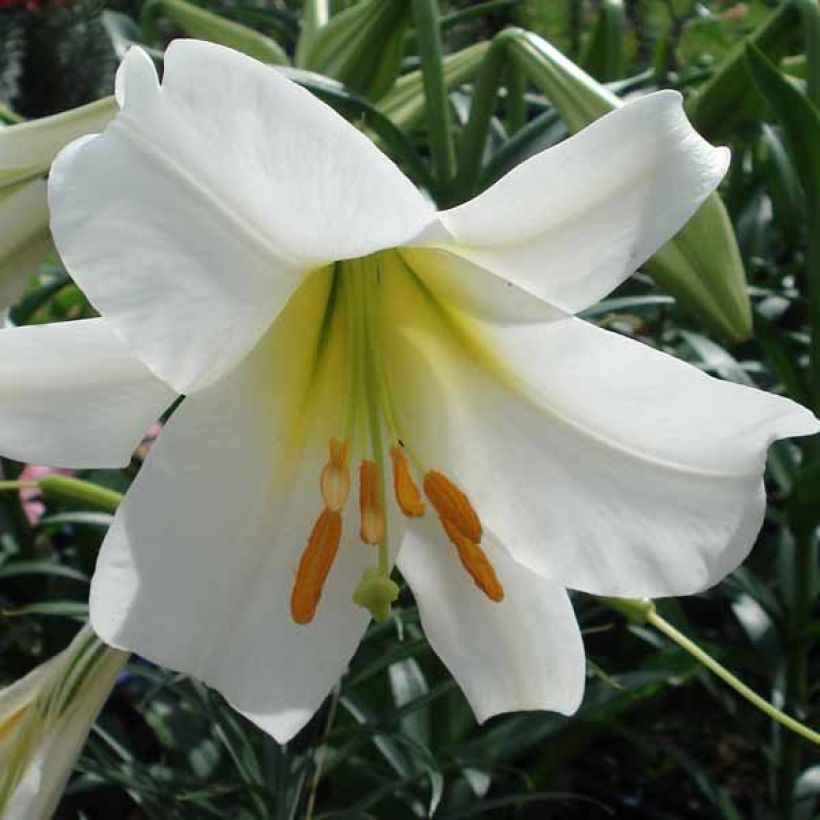 Königs-Lilie Album - Lilium regale (Blüte)