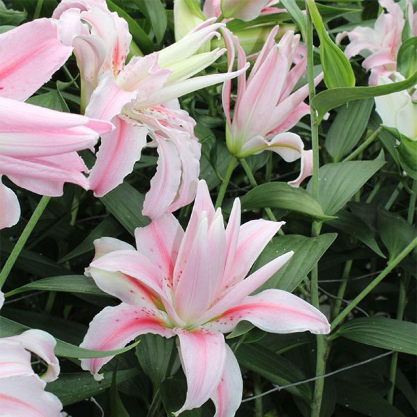 Orientalische Lilie Broken Heart - Lilium (Blüte)