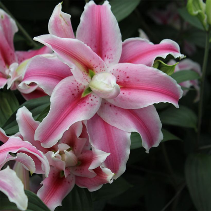 Orientalische Lilie Distant Drum - Lilium (Blüte)