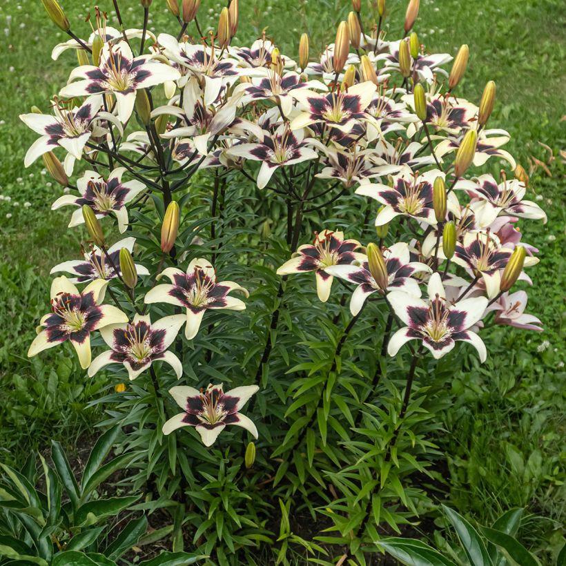 Orientalische Lilie Netty's pride - Lilium (Hafen)