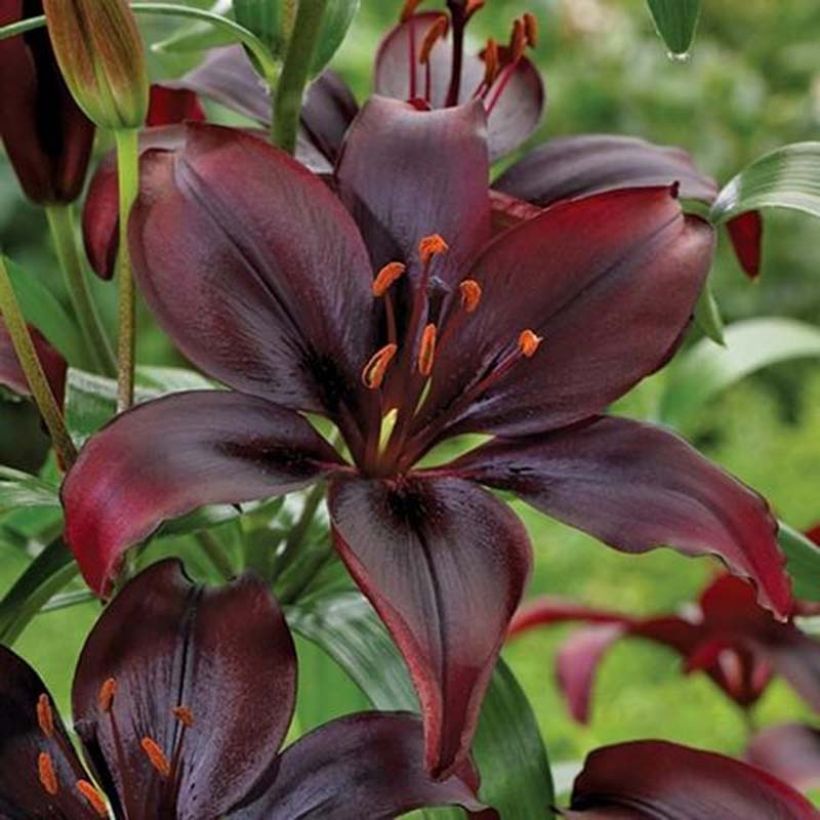 Asiatische Lilie Mapira - Lilium (Blüte)