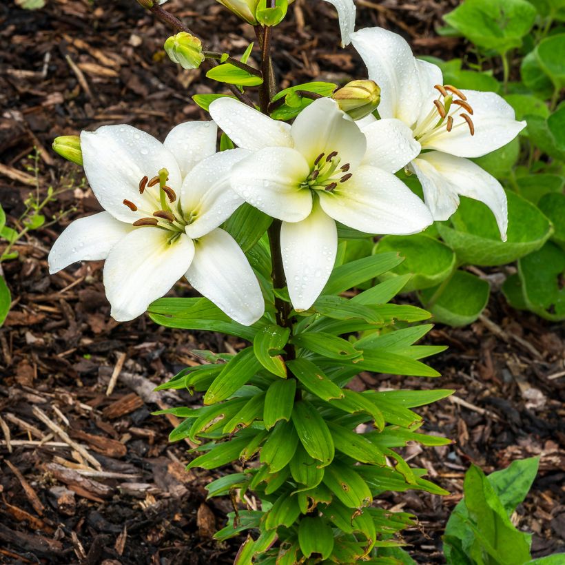 Asiatische Lilie Navona - Lilium (Hafen)