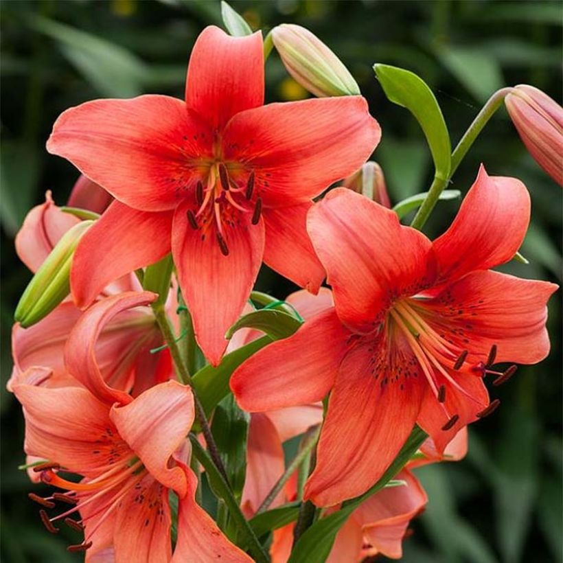 Asiatische Lilie Pearl Loraine - Lilium (Blüte)