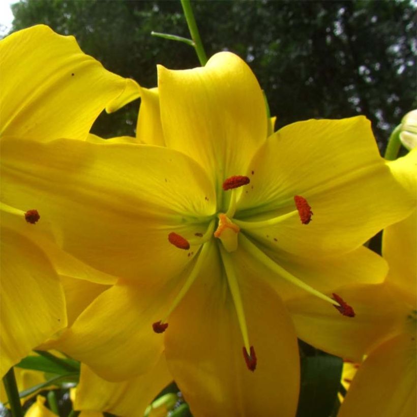 Asiatische Lilie Pearl Melanie - Lilium (Blüte)