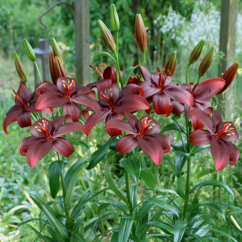 Asiatische Lilie Royal Kiss - Lilium (Hafen)