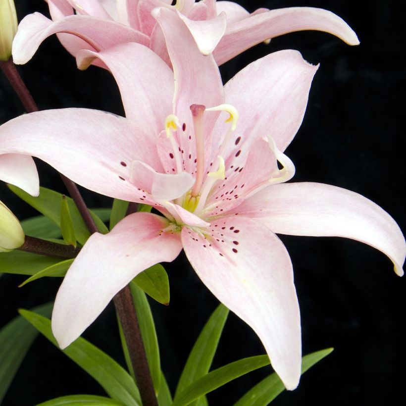 Orientalische Lilie Elodie - Lilium (Blüte)