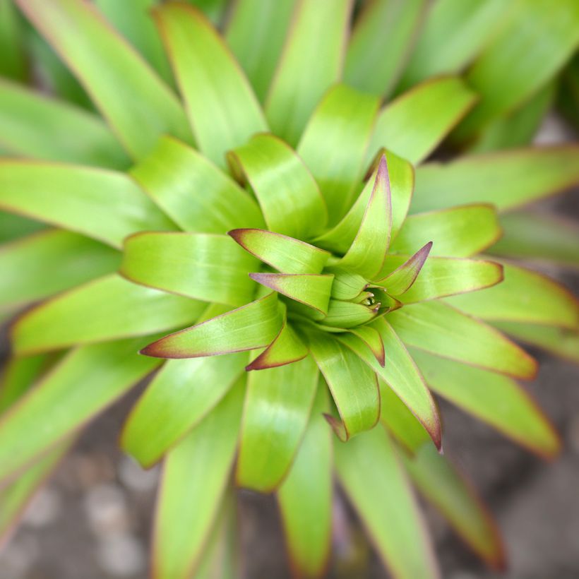 Riesentürkenbundlilie - Lilium henryi (Laub)