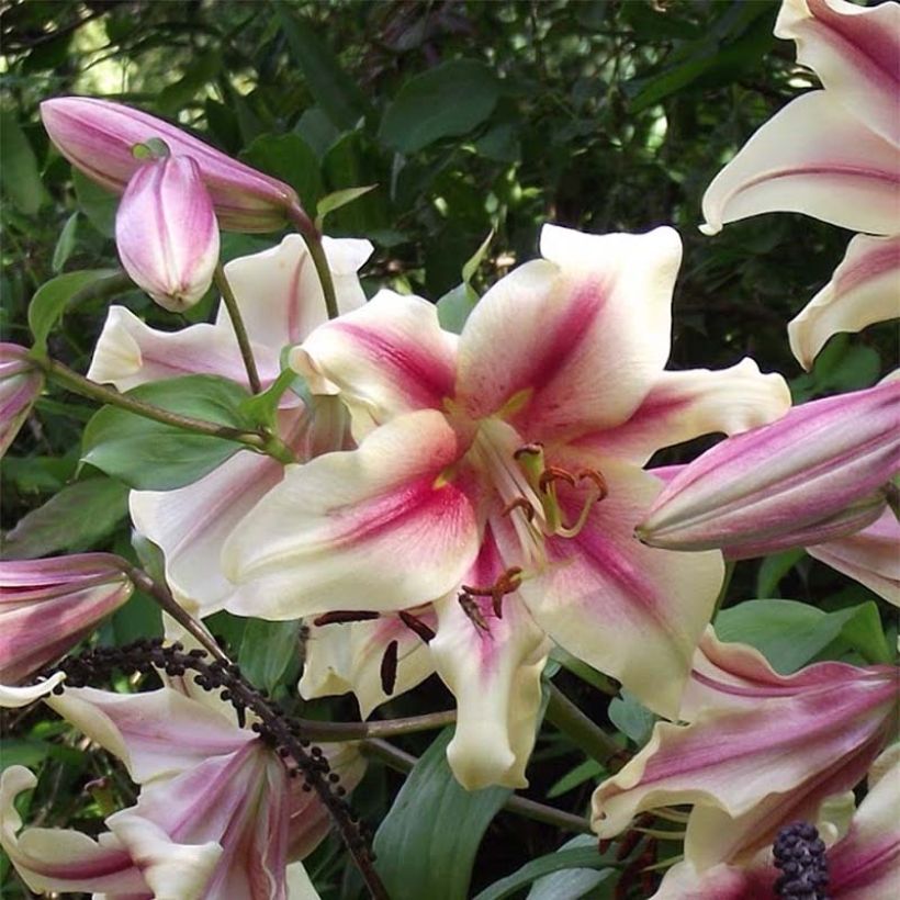 Orientalische Lilie Lavon - Lilium (Blüte)