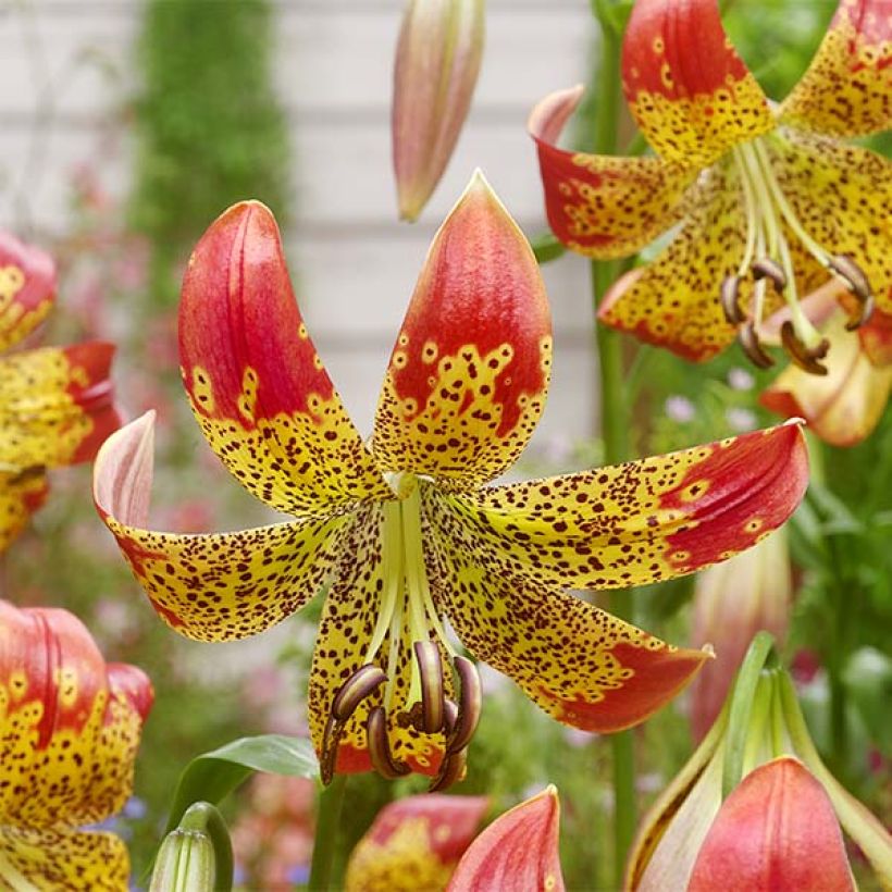 Orientalische Lilie Fusion - Lilium (Blüte)