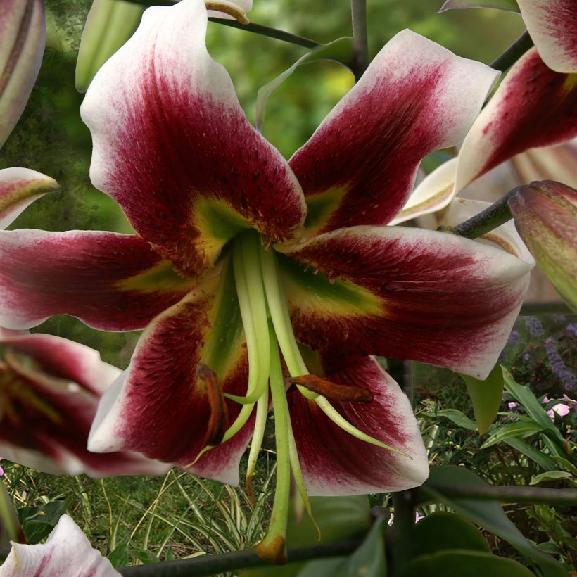 Orientalische Lilie Leslie Woodriff - Lilium orientale (Blüte)