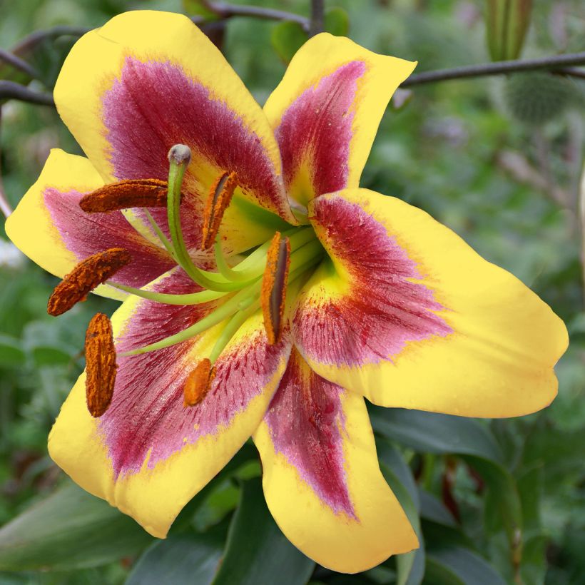 Orientalische Lilie Robert Swanson - Lilium (Blüte)